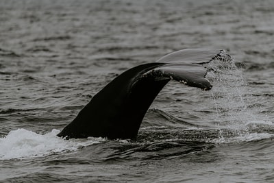 Black whales on the surface of the water during the day
